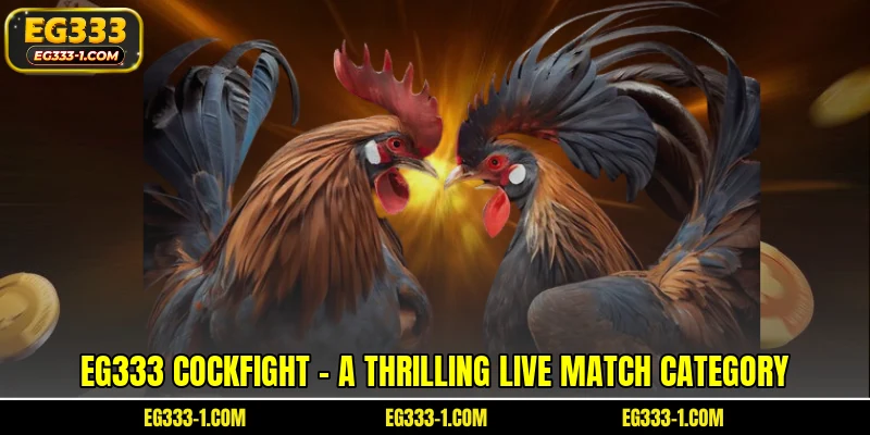 EG333 Cockfight – A thrilling live match category